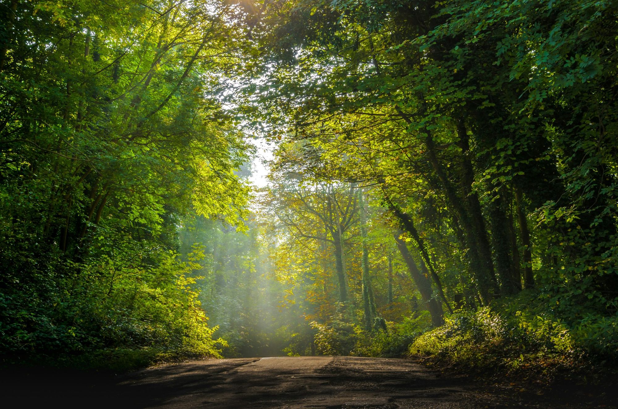 Bestattung im FriedWald